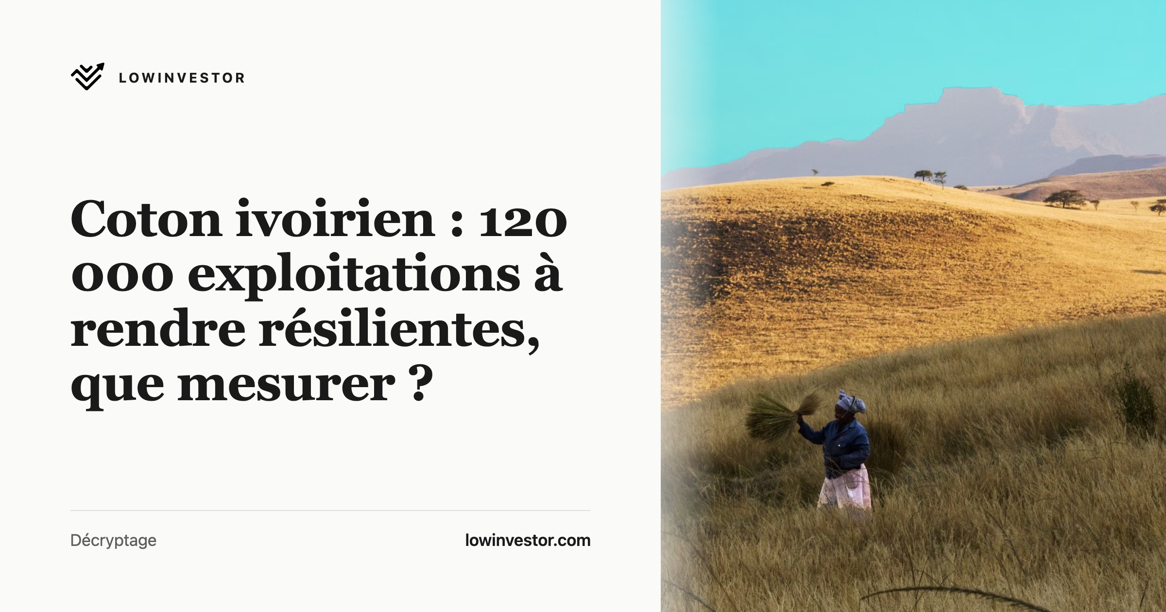 Coton ivoirien : 120 000 exploitations à rendre résilientes, que mesurer ?